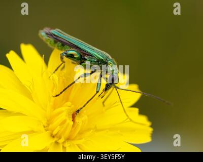 Thick legged Flower Beetle, Oedemera nobilis, feeding on flower pollen Stock Photo