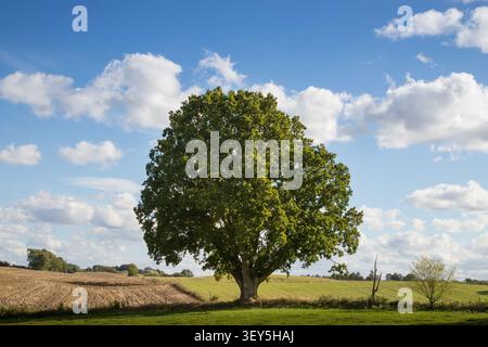 large lone tree on green grass field with clear sky behind in sunlight Stock Photo
