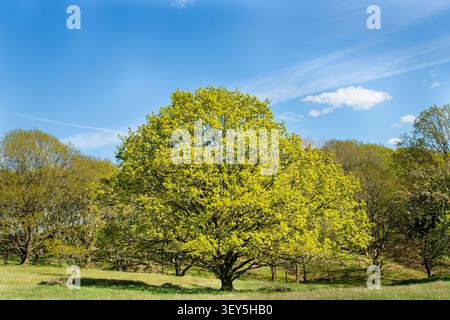 large lone tree on green grass field with clear sky behind in sunlight Stock Photo