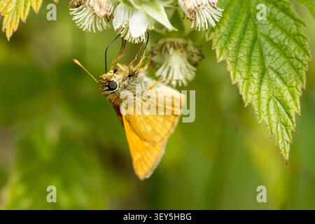 Large skipper butterfly (Ochlodes sylvanus) sitting upside down eating nectar in flower Stock Photo
