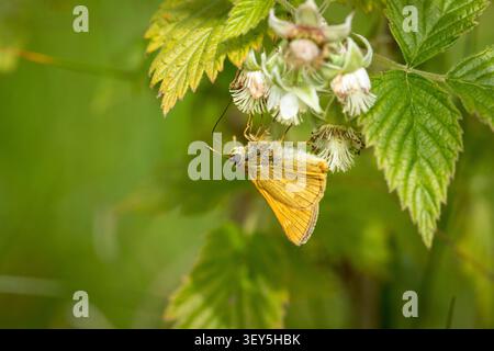 Large skipper butterfly (Ochlodes sylvanus) sitting upside down eating nectar in flower Stock Photo