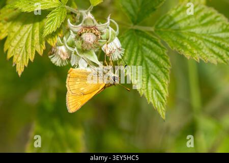 Large skipper butterfly (Ochlodes sylvanus) sitting upside down eating nectar in flower Stock Photo