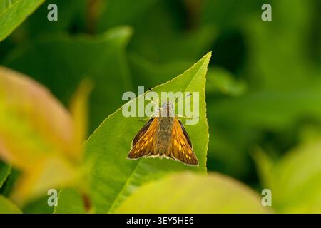 Large skipper butterfly (Ochlodes sylvanus) sitting upside down eating nectar in flower Stock Photo