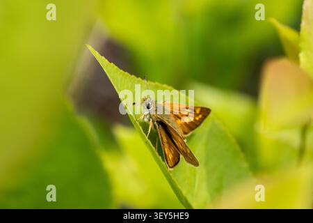 Large skipper butterfly (Ochlodes sylvanus) sitting upside down eating nectar in flower Stock Photo