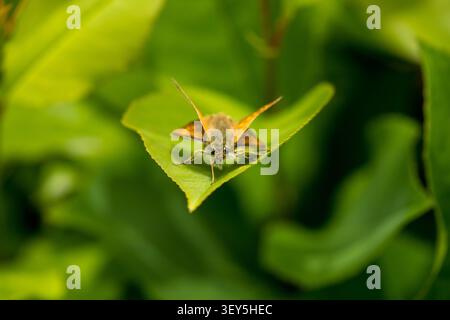 Large skipper butterfly (Ochlodes sylvanus) sitting upside down eating nectar in flower Stock Photo