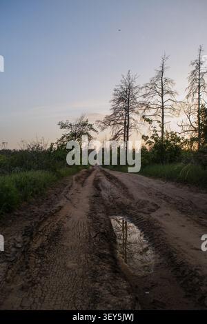 A winding dirt road stretches through a dense forest during sunset, casting long shadows and golden light across the path. Stock Photo