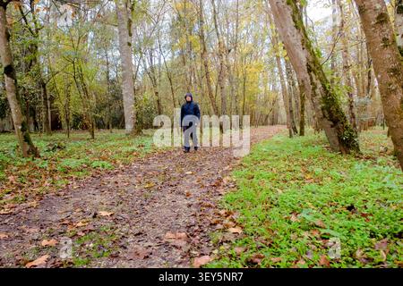 Hiker walking alone on a peaceful forest path during autumn season Stock Photo