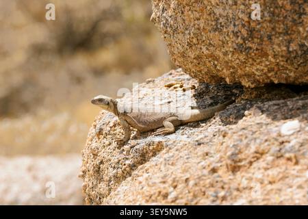 Common chuckwalla, Northern chuckwalla (Sauromalus ater, Sauromalus obesus, Sauromalus australis), female sits on a rock, USA, Arizona, Pinnacle Peak Stock Photo
