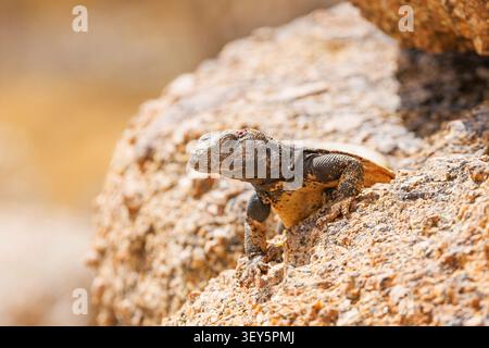 Common chuckwalla, Northern chuckwalla (Sauromalus ater, Sauromalus obesus, Sauromalus australis), male sits on a rock, USA, Arizona, Pinnacle Peak Stock Photo