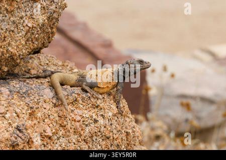 Common chuckwalla, Northern chuckwalla (Sauromalus ater, Sauromalus obesus, Sauromalus australis), male sits on a rock, USA, Arizona, Pinnacle Peak Stock Photo