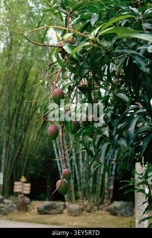 Fresh mangoes hanging on a leafy tree in a tropical garden with bamboo in the background. Natural outdoor scene with green foliage, calm mood, and sof Stock Photo