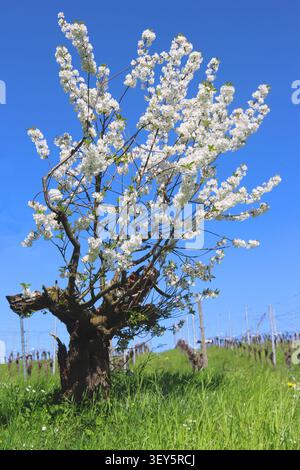 Cherry tree, Sweet cherry (Prunus avium), an old gnarled cherry tree that has been cut back is sprouting new growth and blooming, Germany Stock Photo