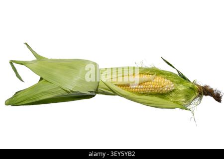 Young fresh sweet corn cob partially opened from green husk with tender kernels on white background. Stock Photo