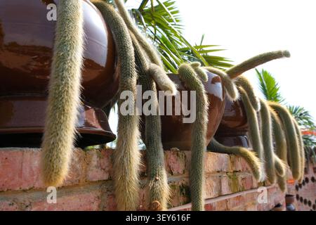 Close view of long trailing cactus stems spilling from brown pots on a brick wall in bright daylight, with palm leaves in the background and a warm tr Stock Photo