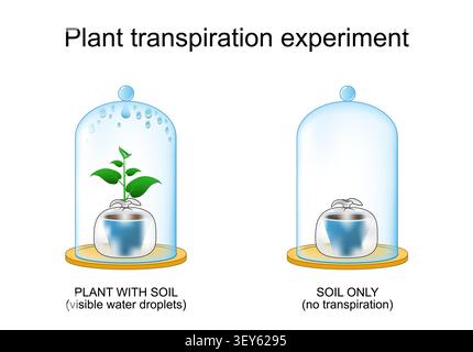 Plant transpiration bell jar experiment. Water vapor, stomata and evaporation process in plant. Biology. Education illustration. Vector infographic di Stock Vector