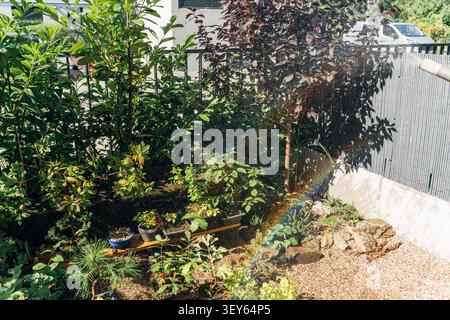 watering garden with rainbow formed in sunlight over green shrubs and red foliage plant in backyard Stock Photo