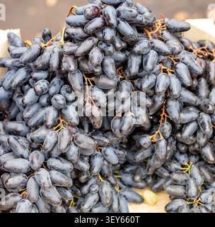 Workers are picking black grapes from vines in a vineyard. The grapes are ripe and ready for harvest. The sun shines brightly over the row of plants. Stock Photo