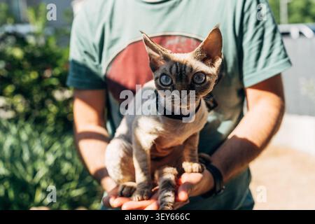 devon rex cat with large eyes held in arms outdoors in natural green setting on sunny day Stock Photo