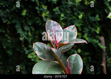 Ficus elastica, Belize, is a popular ornamental variety of the rubber plant. It is prized for its striking variegated foliage and is widely used in indoor gardening. Space for text. Background Stock Photo