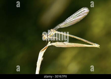 Macro shot of a slender damselfly perching on a dry, pale grass stem against a soft, dark green background. Stock Photo