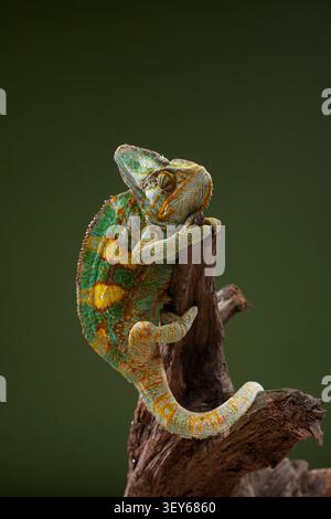 A colorful chameleon sits calmly on a branch with visible scale texture. Macro wildlife image highlights reptile details and natural coloration. Stock Photo