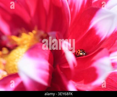 Ladybird sitting on a red Dahlia petal -  focus is on the ladybird Stock Photo