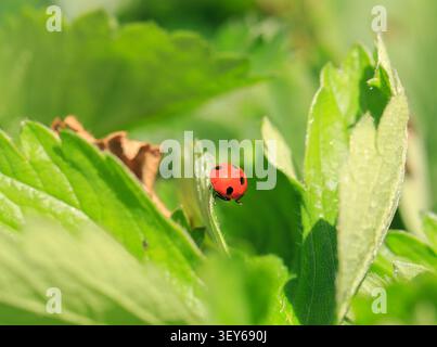 Four Spot Ladybird on a vibrant Green Leaf Stock Photo