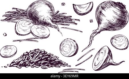 Beetroot and sliced vegetable set. Hand drawn ink engraving illustration of organic fresh beet for culinary design. Agriculture, healthy nutrition Stock Vector