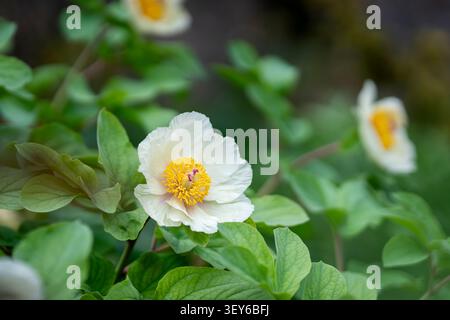 Elegant white peony (Paeonia lactiflora 'White Wings') in full bloom, showcasing delicate ivory petals and vibrant golden stamens. Stock Photo
