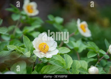 Elegant white peony (Paeonia lactiflora 'White Wings') in full bloom, showcasing delicate ivory petals and vibrant golden stamens. Stock Photo