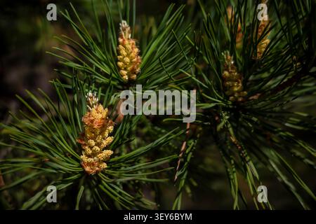 Pine tree pollen cones blooming with yellow dust on branches in summer forest. Concept: pollen allergy Stock Photo