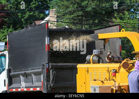 A chipper machine turns wood into small pieces while working near a truck. Stock Photo