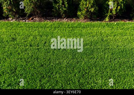 Freshly mown green lawn with neatly trimmed evergreen thuja bushes creating a natural border Stock Photo