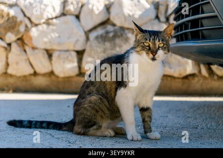 Stray cat sitting on pavement near car and stone wall, looking at camera. Urban wildlife scene showing feline behavior, curiosity and street life Stock Photo