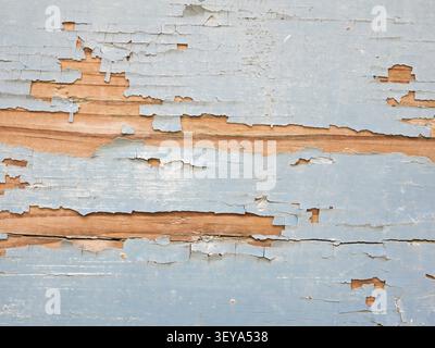 Close-up of wood peeling off light gray paint as a background Stock Photo