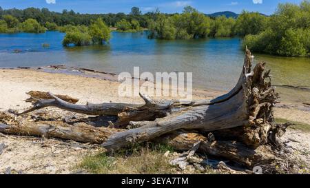 High-angle aerial view of a fallen, dry tree trunk lying on a sandy lake shoreline next to calm water. Stock Photo