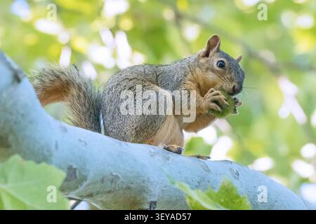A squirrel eats as it sits on a tree branch. Stock Photo