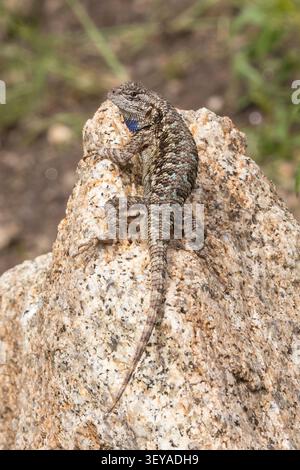 A Western Fence Lizard, often called a “Blue Belly” suns on a rock. Stock Photo