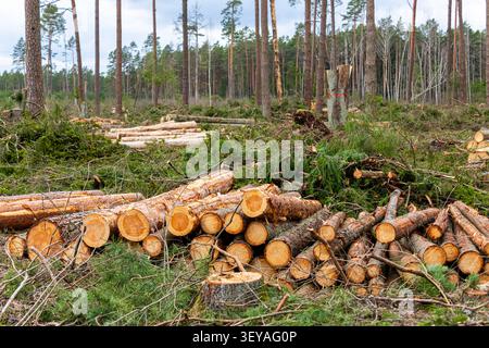 Freshly harvested pine logs lie in a clear-cut forest with stumps and branches, illustrating commercial forestry and woodland management practices. Stock Photo