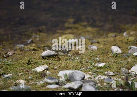 Right-Profile Portrait of a Meadow Pipit (Anthus pratensis) on Short Grass and Rocks against Lake Background, Wing Feathers Raised at Back, in UK Stock Photo