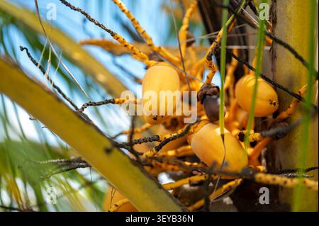 PLAYA GUAPIL, PUNTARENAS PROVINCE, QUEPOS, COSTA RICA: Yellow coconuts (Cocos nucifera) ripen in a coconut palm on the beach at Playa Guapil. Stock Photo