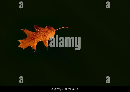Orange autumn red oak leaf floating on dark water. Stock Photo