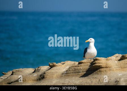 Single Seagull Perched On Rock in front of the Pacific Ocean Stock Photo