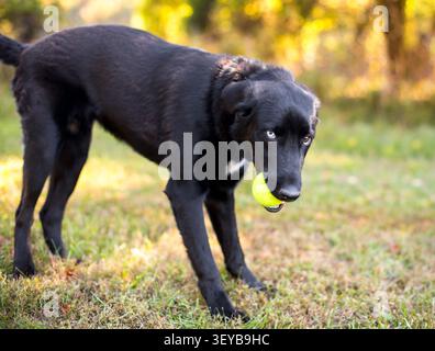 A black mixed breed dog holding a ball in its mouth and looking sideways at the camera Stock Photo