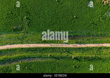 Aerial downward view of a long straight dirt road cutting through a lush green landscape, showcasing clean leading lines and striking natural patterns Stock Photo