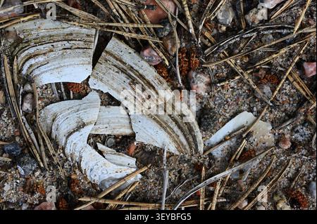 A close-up macro photograph of broken white clam shell fragments scattered across coarse sand, small pebbles, and dry pine needles on a natural beach Stock Photo