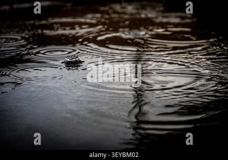 Close-up of raindrops creating circular ripples on a calm water surface, forming a natural abstract background for rainfall, weather, reflection, and tranquility. Stock Photo