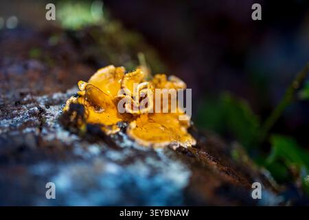 Close-up of a vibrant yellow bracket fungus growing on a rotten mossy log in the forest Stock Photo
