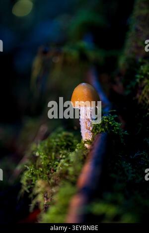 Close-up of a small brown wild mushroom growing in lush green moss, autumn forest background Stock Photo
