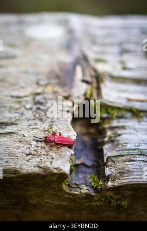 Close-up of a bright red beetle crawling on an old weathered wooden log with green moss Stock Photo